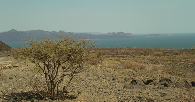 Lake Turkana with gnarled tree in foreground