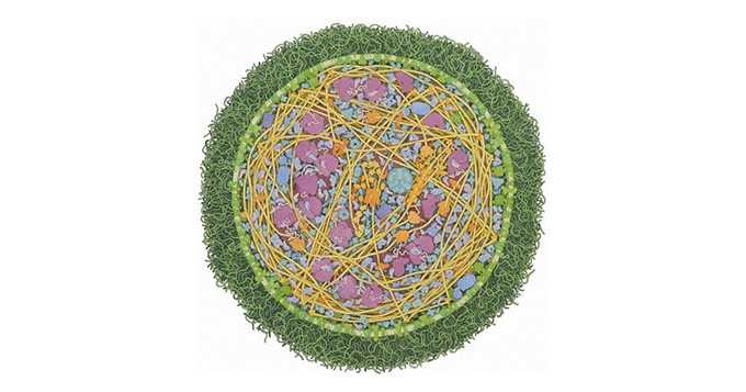 Cross section through mycoplasma mycoides