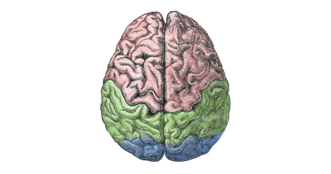 Diagram of human brain