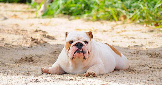 Image of a bulldog lying on the ground