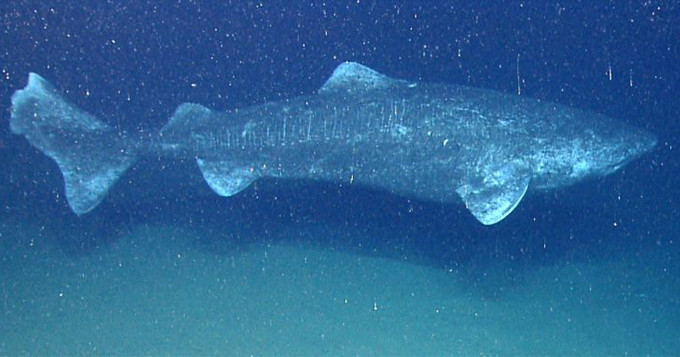 Greenland shark