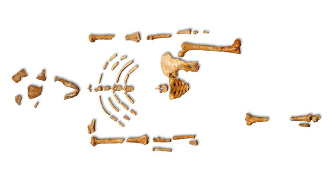 Lucy skeleton, Australopithecus afarensis