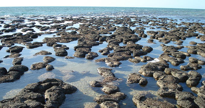 3. Stromatolites at Shark Bay in Western Australia