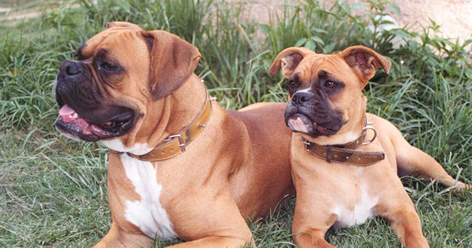 Photo of two dogs sitting on grass