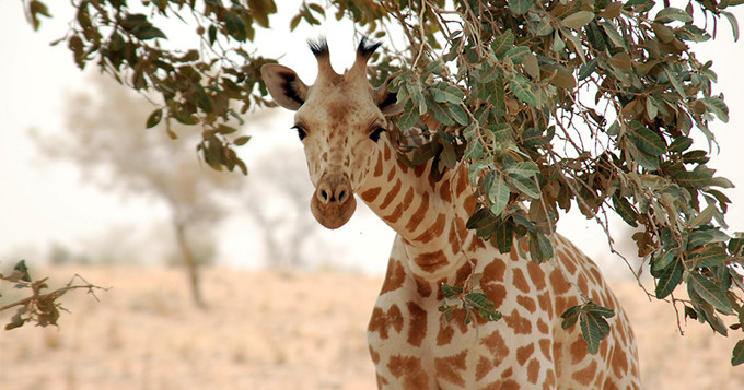 A West African Giraffe peeks under an Acacia tree in the tiger bush near Koure, Niger
