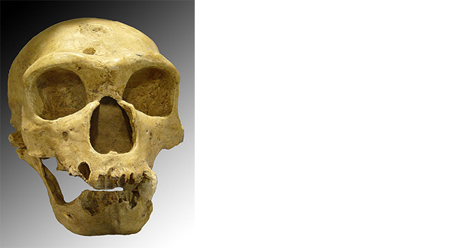 Homo neanderthalensis. Credit: Luna04, Wiki.
