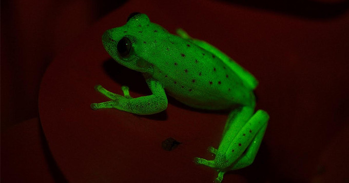 Image credit: Julián Faivovich and Carlos Taboada (Museo Argentino de Ciencias Naturales “Bernardino Rivadavia” — CONICET)