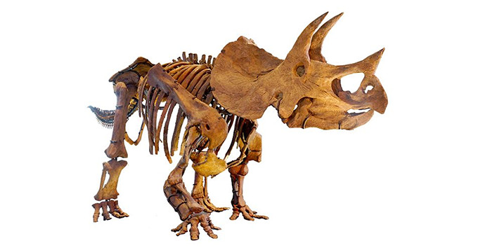 Triceratops skeleton, Natural History Museum of Los Angeles County. Image credit: Allie Caulfield, Wiki.