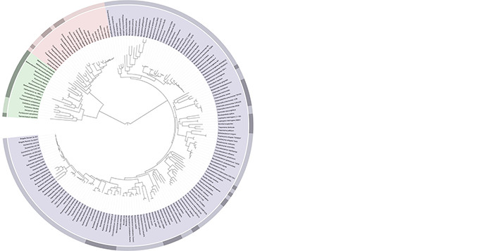 A highly resolved Tree Of Life, based on completely sequenced genomes, generated using iTOL: Interactive Tree Of Life, an online phylogenetic tree viewer and Tree Of Life resource. Author: Ivica Letunic.