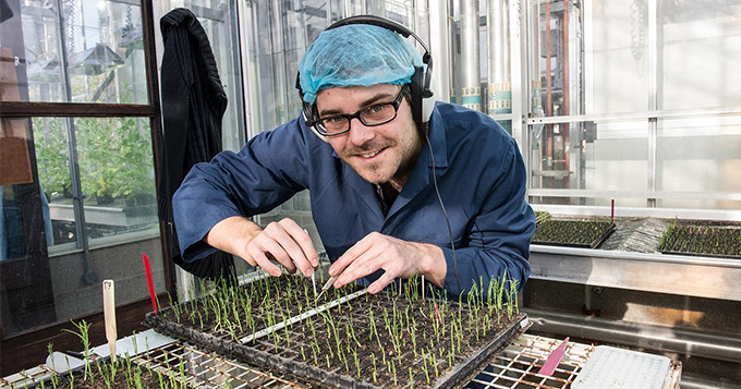 John Innes Centre scientist working with plants in a greenhouse.