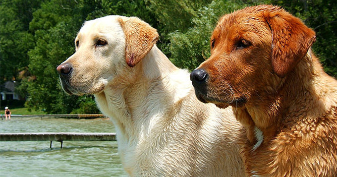 A brown Labrador and a white Labrador stand next to each other on a jetty overlooking a lake