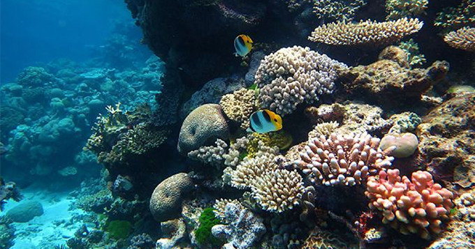 Great Barrier Reef. Image credit: Wise Hok Wai Lum, Wiki.