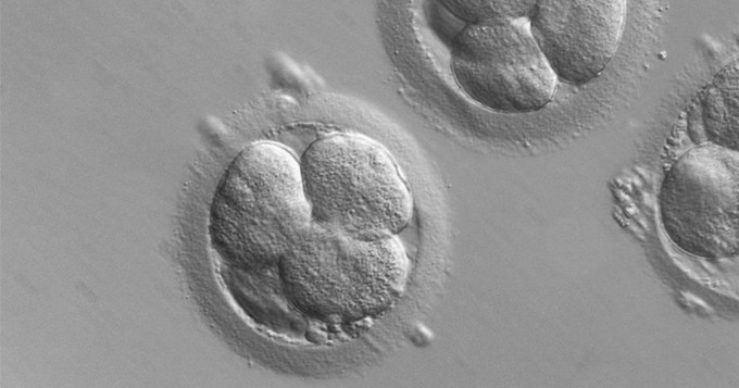 Early human embryos. Photo by ZEISS Microscopy, flickr.com
